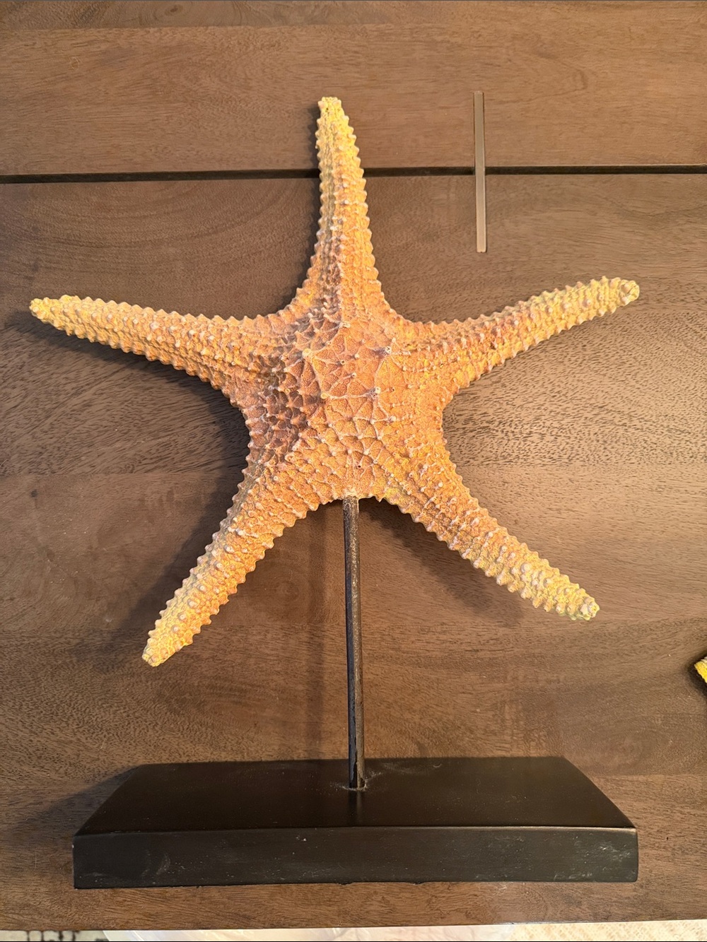 Orange Natural Starfish Decor on Black Stand